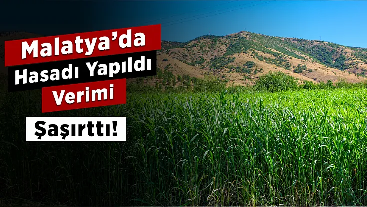 Malatya’da Hasadı Yapıldı, Verimi Şaşırttı! Süt Üretiminde Dikkat Çeken Artış