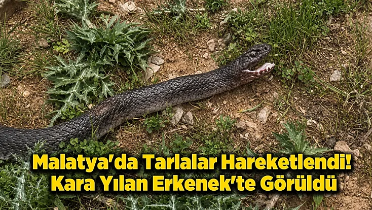 Malatya'da Havalar Isındı, Yılanlar Ortaya Çıktı!