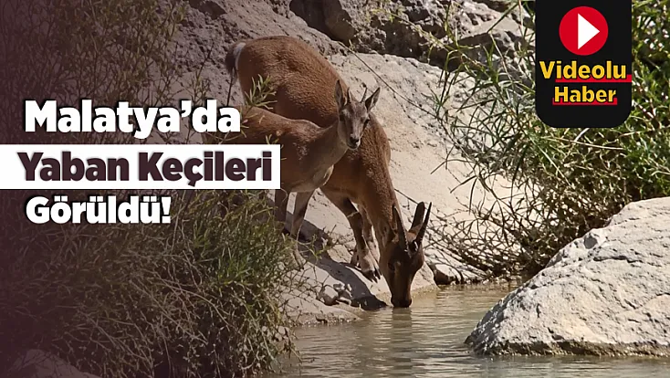Malatya’da Kayalıklarda Yaban Keçisi Görüntülendi!