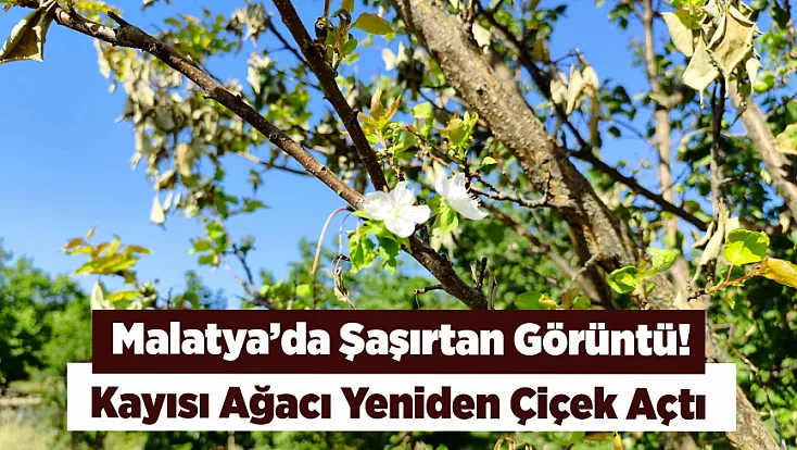 Malatya’da Kayısı Ağacı Mevsimleri Şaşırdı! Eylülde Çiçek Açtı