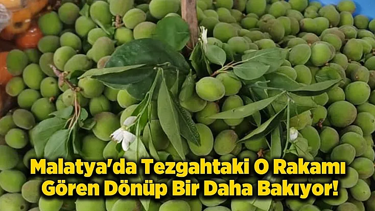 Malatya'da Kayısı Alarmı! Çağla Fiyatları Cep Yakıyor