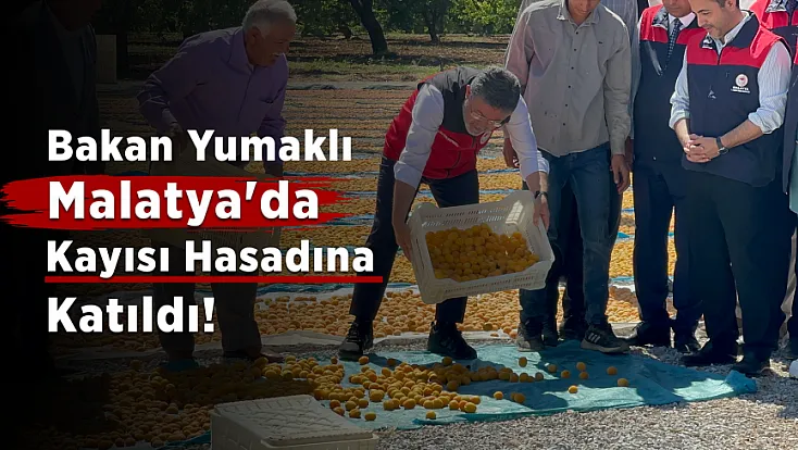 Tarım Bakanı Yumaklı Malatya'da Kayısı Hasadına Katıldı!
