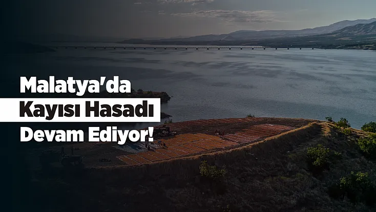 Malatya'da Kayısı Hasadı Renkli Görüntüler Oluşturdu