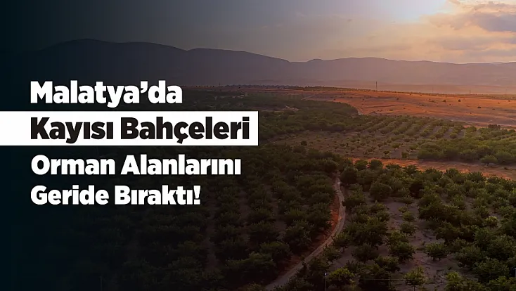 Malatya’da Kayısı Sadece Geçim Kaynağı Değil! Milyonlarca Ağaç Ekolojik Dengeyi Destekliyor