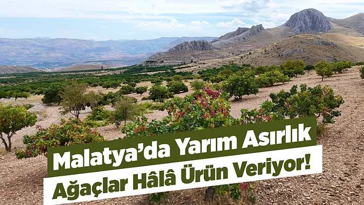 Malatya’da Kayısıya Alternatif Olarak Ekildi, Yıllar Sonra Gelir Kapısı Oldu!