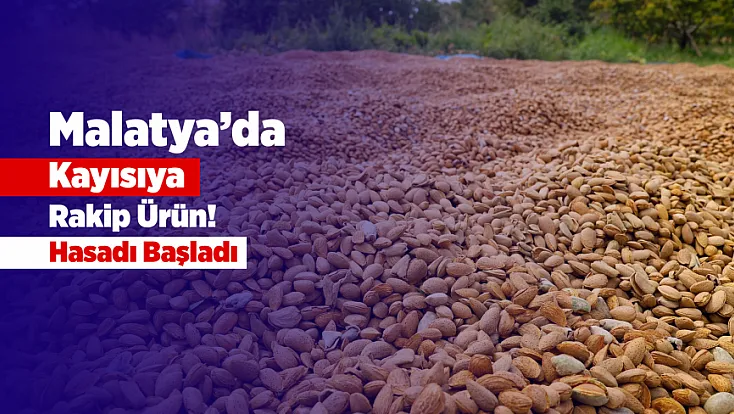 Malatya’da Kayısıya Alternatif Ürün! 45 Dönümde Badem Hasadı