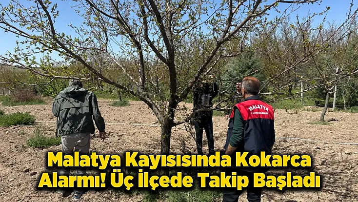 Malatya'da Kayısıyı Kokarcadan Koruyacak Tuzaklar Kuruldu!