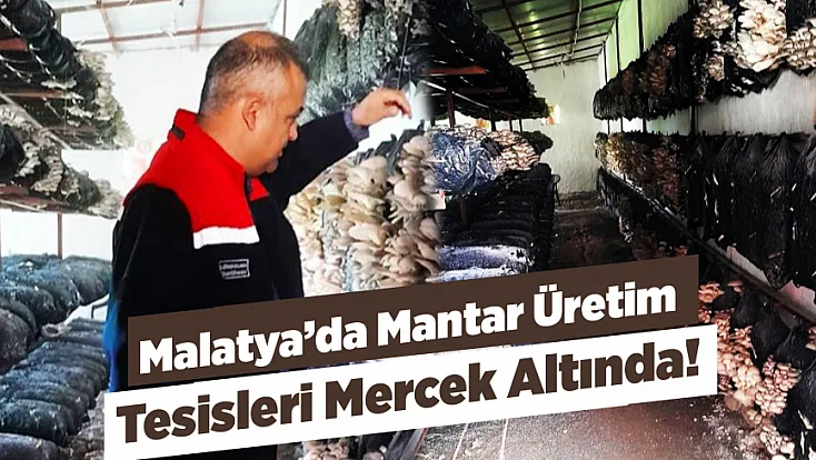 Malatya’da Mantar Üretiminde Denetim Sonucu Açıklandı!