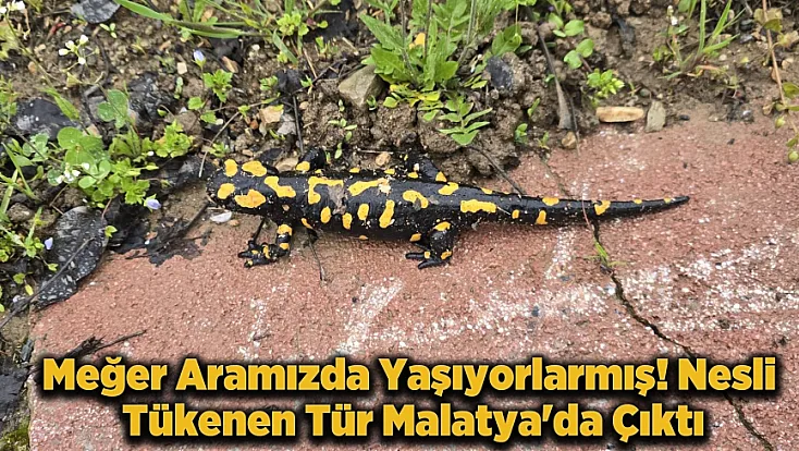 Malatya'da Nadir Görülüyor! Gündüzbey'de Ortaya Çıkan O Canlı Heyecan Yarattı!