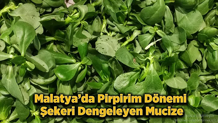 Malatya’da Pirpirim Mesaisi Başladı! Şeker ve Kolesterolün Doğal Düşmanı