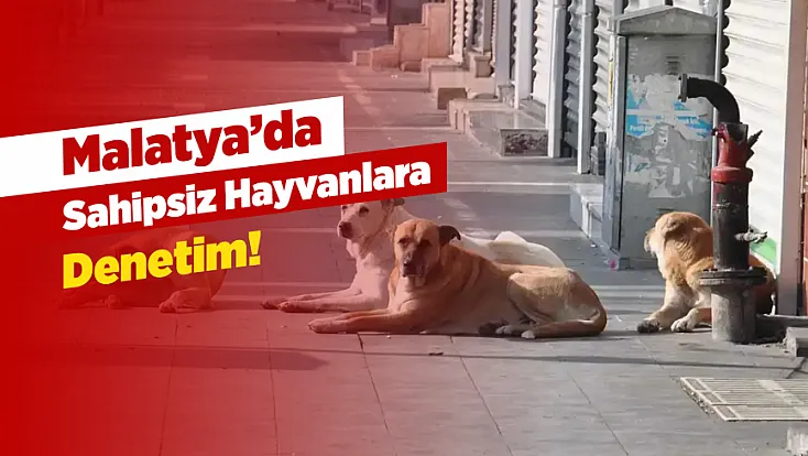 Malatya’da Sahipsiz Hayvan Çalışmaları Denetlenecek!
