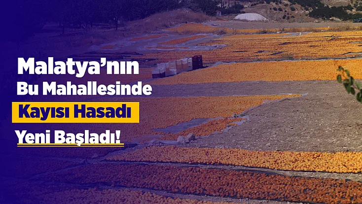 Malatya’da Sezonun Son Kayısıları Toplanıyor! Yüksek Rakım Dikkat Çekiyor