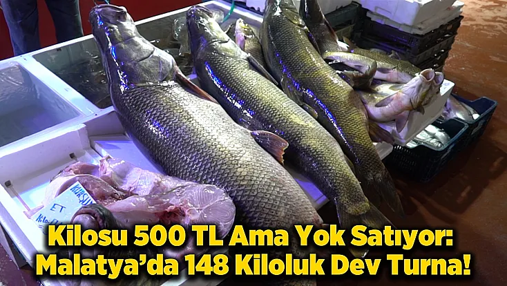 Malatya’da Tezgah Dar Geldi: 2 Metre 20 Santim Boyundaki Dev Balığı Görenler İnanamıyor
