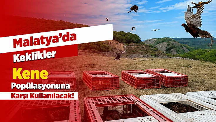 Malatya’da Üretilen Keklikler Kene Mücadelesi İçin Doğaya Salınacak