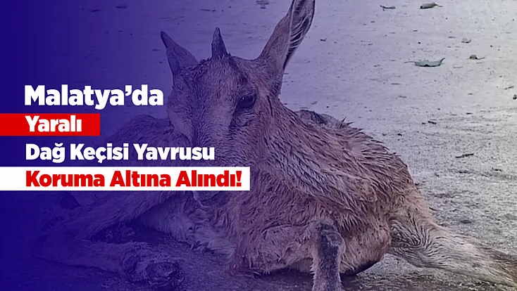 Malatya’da Yaralı Bulunan Dağ Keçisi Yavrusu Koruma Altına Alındı!