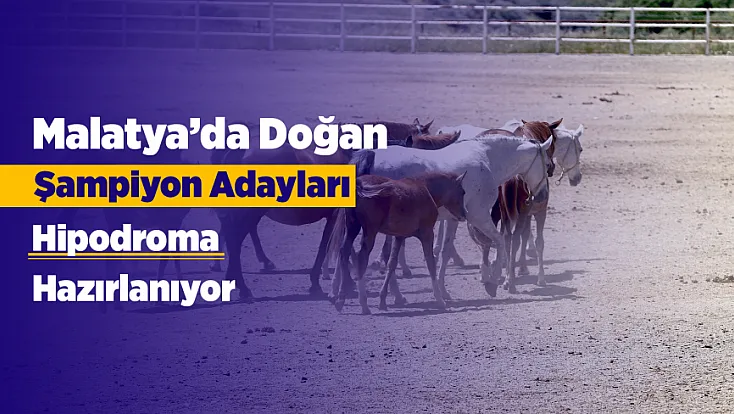 Malatya’da Yetişen Safkan Taylar Yarış Dünyasının Yeni Gözdesi Olmaya Hazırlanıyor!