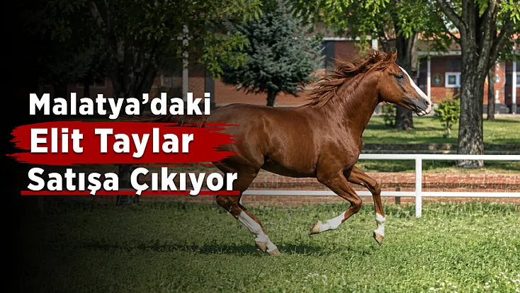 Malatya’da Yetiştirilen 15 Elit Tay Veliefendi’de Satışa Çıkıyor