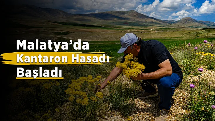 Malatya Darende Dağlarında Sarı Kantaron Bereketi! Şifalı Bitki İçin Hasat Yoğunluğu Başladı