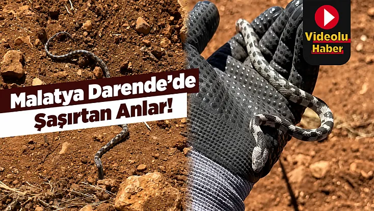 Malatya Darende’de İlginç Karşılaşma!