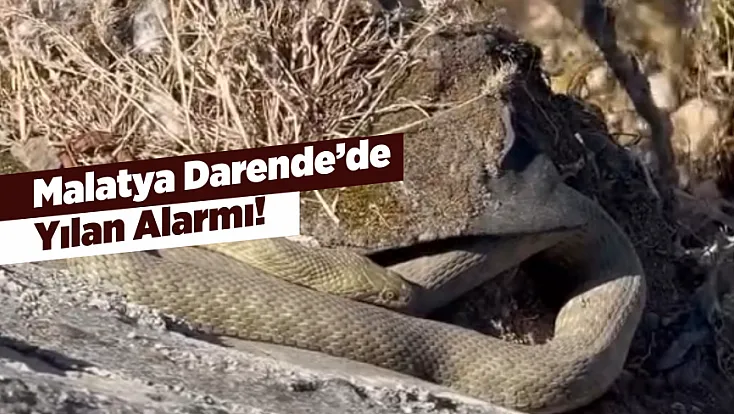 Malatya Darende’de Köprü Altında Görülen Yılanlar Tedirginlik Yarattı!