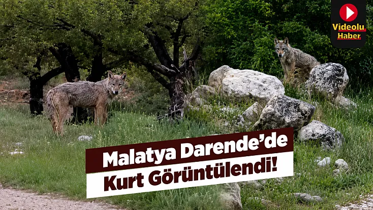 Malatya Darende’de Kurt Sürprizi! Yol Kenarında Görünüp Gözden Kayboldu