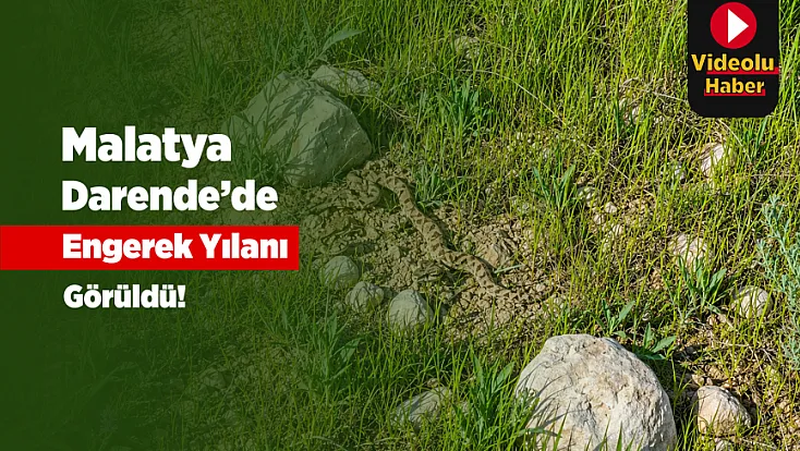 Malatya Darende'de Taşların Arasında Engerek Yılanı Görüldü