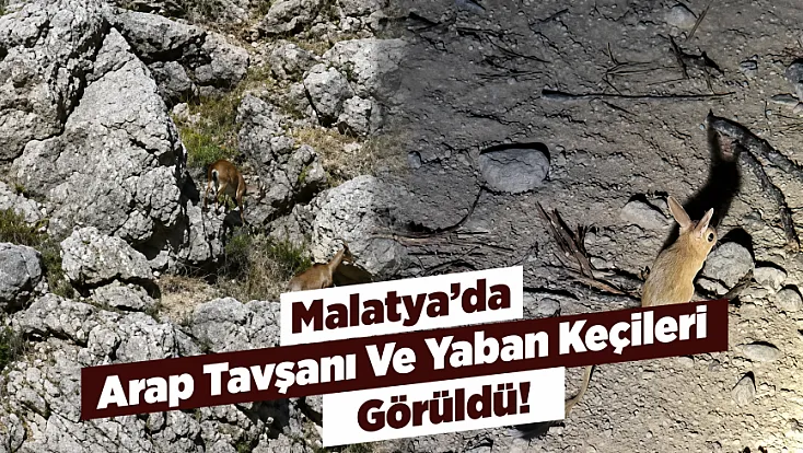 Malatya Darende’nin Dağlarında Ve Ovasında Yaban Hayatı Hareketliliği