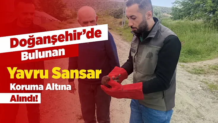 Malatya Doğanşehir'de Annesiz Kalan Yavru Sansar Koruma Altında!