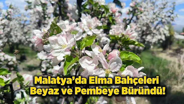 Malatya Doğanşehir'de Elma Ağaçları Görsel Şölen Oluşturdu!
