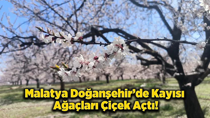 Malatya Doğanşehir’de Kayısı Çiçekleri Görsel Şölen Başlattı!