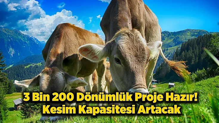 Malatya Hayvancılıkta Merkez Olma Yolunda! BESİ OSB’de Altyapı Tamam!