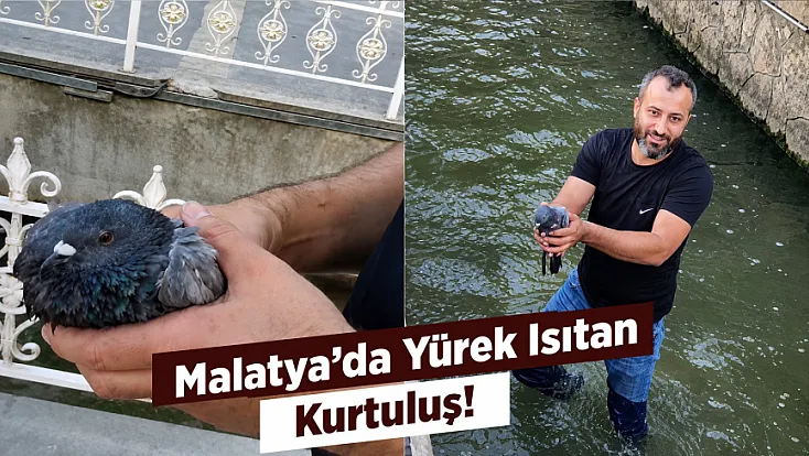 Malatya Kanalboyu’nda Umut Dolu Kurtarma! Yaralı Güvercin Hayata Tutundu