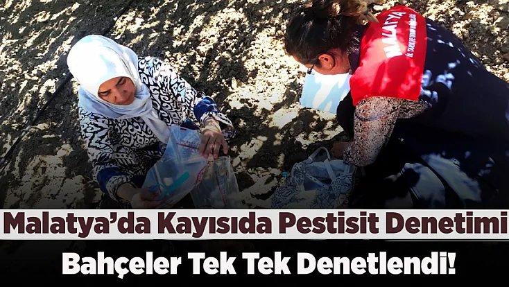 Malatya Kayısısında Kalıntı Denetimi! Mevzuata Aykırı Üretime Yaptırım Uygulandı