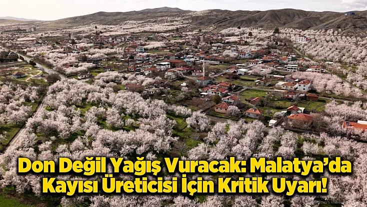 Malatya Kayısısında Kritik Süreç: Asıl Risk Yağışlar!