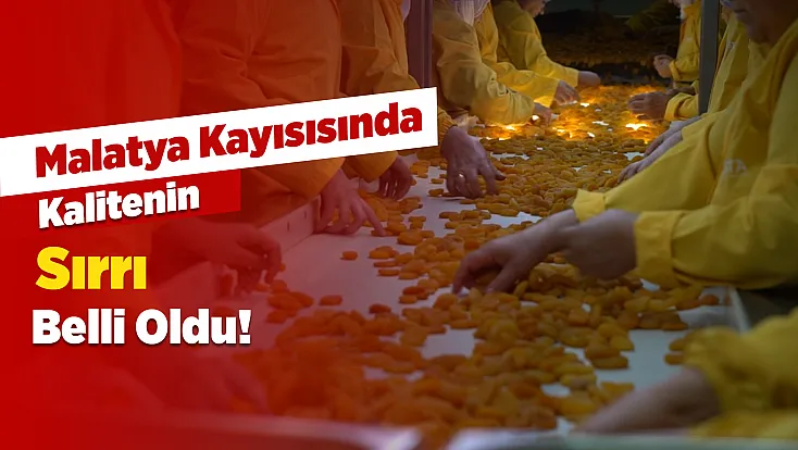Malatya Kayısısını Rakiplerinden Ayıran Özellik Ne? Üretim Uzmanı Açıkladı