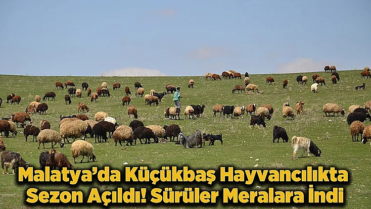 Malatya Kırsalında Bahar Mesaisi! Sürüler Uzun Süre Sonra Doğayla Buluştu