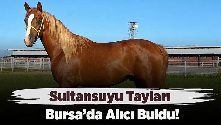 Malatya'nın Asil Safkanları Bursa'da Görücüye Çıktı