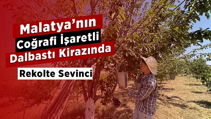 Malatya’nın Dalbastı Kirazında Rekor Sezon! Üretici Bu Yıl Yüzünü Güldürdü
