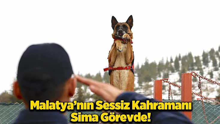 Malatya’nın Kahraman Köpeği Sima Sınır Tanımıyor!