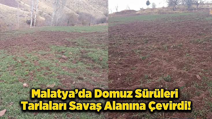 Malatya Pütürge’de Çiftçinin Domuzla İmtihanı! Mahsuller Talan Edildi, Sistemler Parçalandı