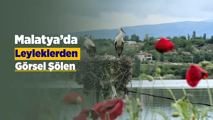 Malatya Semalarında Yavru Leylekler Ortaya Çıktı!