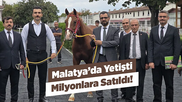 Malatya Sultansuyu’nun Elit Tayları Açık Artırmada Büyük İlgi Gördü!