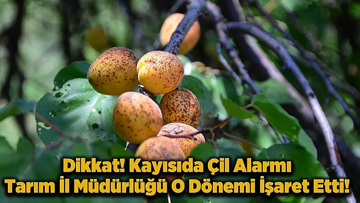 Malatyalı Kayısı Üreticisine Acil Çağrı: Sakın İhmal Etmeyin!