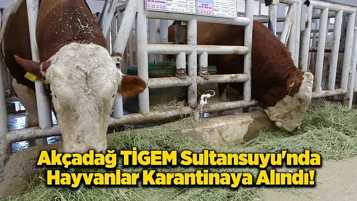 Sultansuyu İşletmesi'nde Giriş-Çıkışlar Şap Hastalığından Durduruldu!
