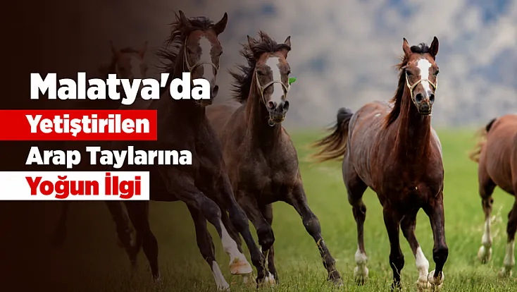 Sultansuyu Tayları Milyonluk Satışlarla Gündemde! Online İhalede Gelir 23 Milyon Lirayı Geçti