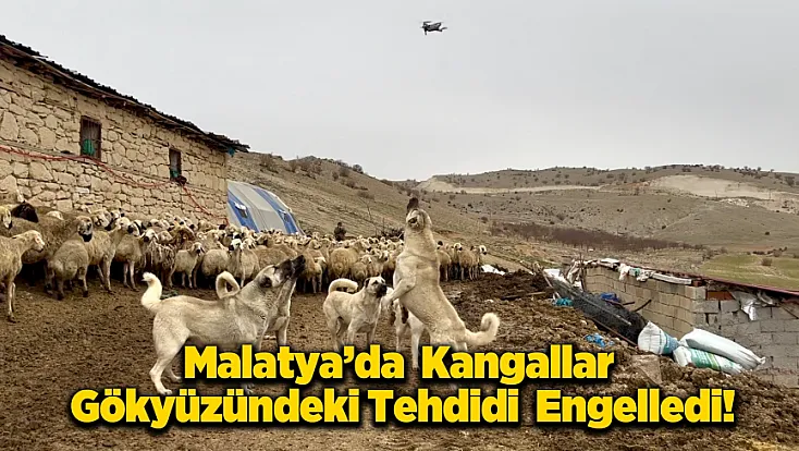 Teknolojiye Karşı Anadolu İnadı: Yazıhan’da Kangallar Drone’u Sürüye Yaklaştırmadı!