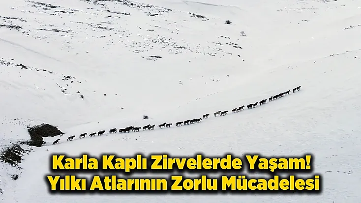 Yama Dağı’nda Zorlu Kış: Yılkı Atları Karla Mücadele Ediyor