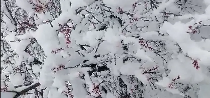 Darende'de 20 Santim Kar! Kayısı Dalında Donma Tehlikesiyle Burun Buruna