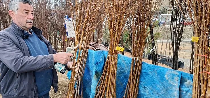 Darende'de Fidan Mesaisi Başladı: Çamura Rağmen Kayısıdan Vazgeçmiyorlar