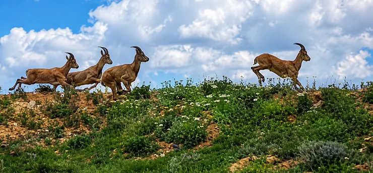 Darende'de Yerleşim Yerlerine Yakın Kurt ve Yaban Keçisi Sürüsü Görüldü